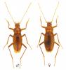Isereus serullazi